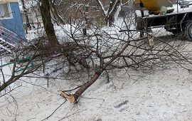 Кронирование деревьев на придомовой территории по адресу ул. Аркадия Гайдара, 7 Кронирование деревьев на придомовой территории по адресу ул. Аркадия Гайдара, 7