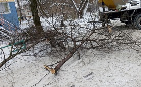 Кронирование деревьев на придомовой территории по адресу ул. Аркадия Гайдара, 7