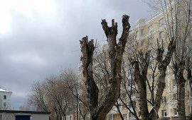 Кронирование деревьев на придомовых территориях