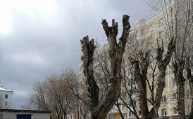 Кронирование деревьев на придомовых территориях