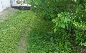 Покос травы на придомовых территориях