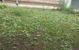 Покос травы на придомовой территории по адресу ул. Крупской, 78А Покос травы на придомовой территории по адресу ул. Крупской, 78А