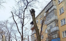 Кронирование деревьев на придомовых территориях
