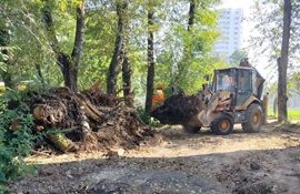 Погрузка и вывоз древесного мусора с придомовой территории по адресу ул. Дружбы, 20