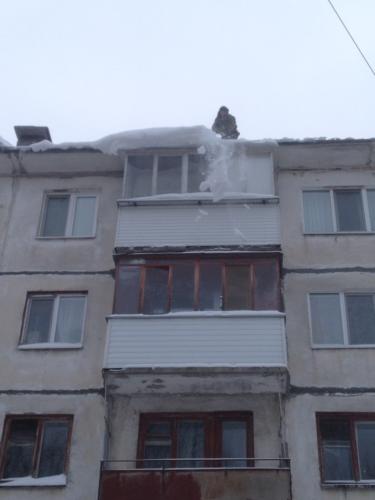 старцева37 (1)